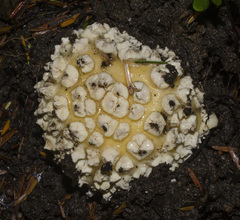 Gemmatae