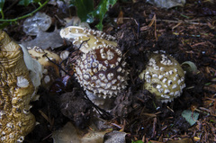 Gemmatae