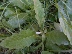 Solanum juvenale