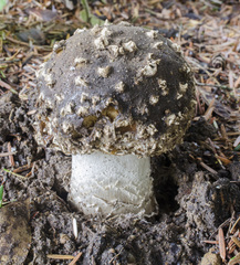 Gemmatae