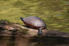 Pseudemys rubriventris