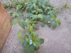 Commelina erecta