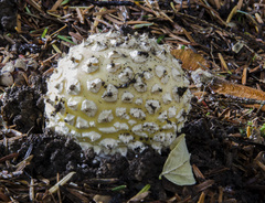 Gemmatae
