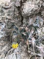 Trichoptilium incisum