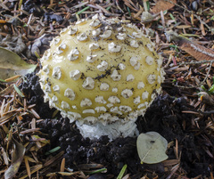 Gemmatae