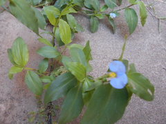 Commelina erecta