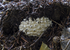Gemmatae