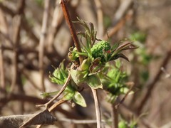 Sambucus racemosa racemosa