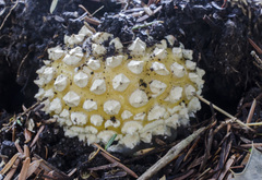 Gemmatae