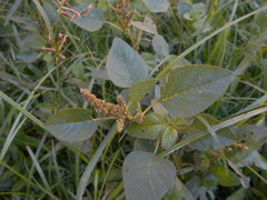 Amaranthus