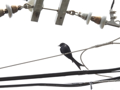 Dicrurus macrocercus