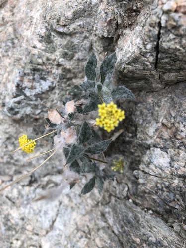 iNaturalist observation photo of yellowhead