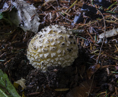 Gemmatae