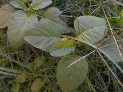 Amaranthus