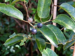 Cissus oblonga