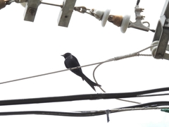 Dicrurus macrocercus