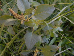 Amaranthus