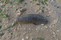 Holothuria scabra