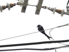 Dicrurus macrocercus