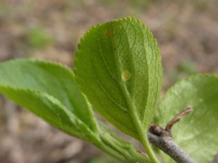 Puccinia coronata