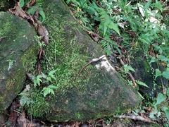 Sphenomorphus indicus