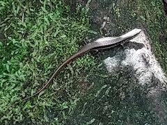 Sphenomorphus indicus