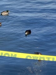 Anas platyrhynchos domesticus