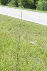 Cirsium nuttallii
