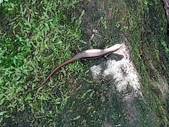 Sphenomorphus indicus