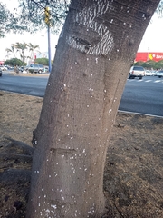 Enterolobium cyclocarpum