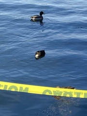 Anas platyrhynchos domesticus