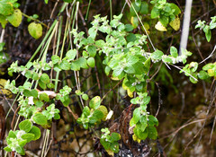 Minthostachys mollis