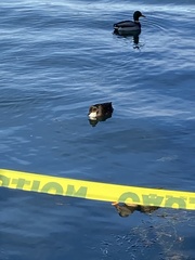 Anas platyrhynchos domesticus