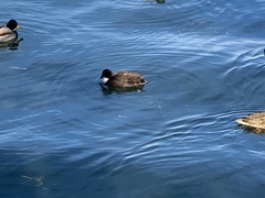 Anas platyrhynchos domesticus