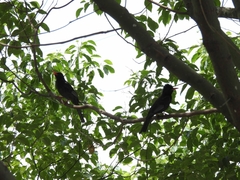 Hypsipetes leucocephalus