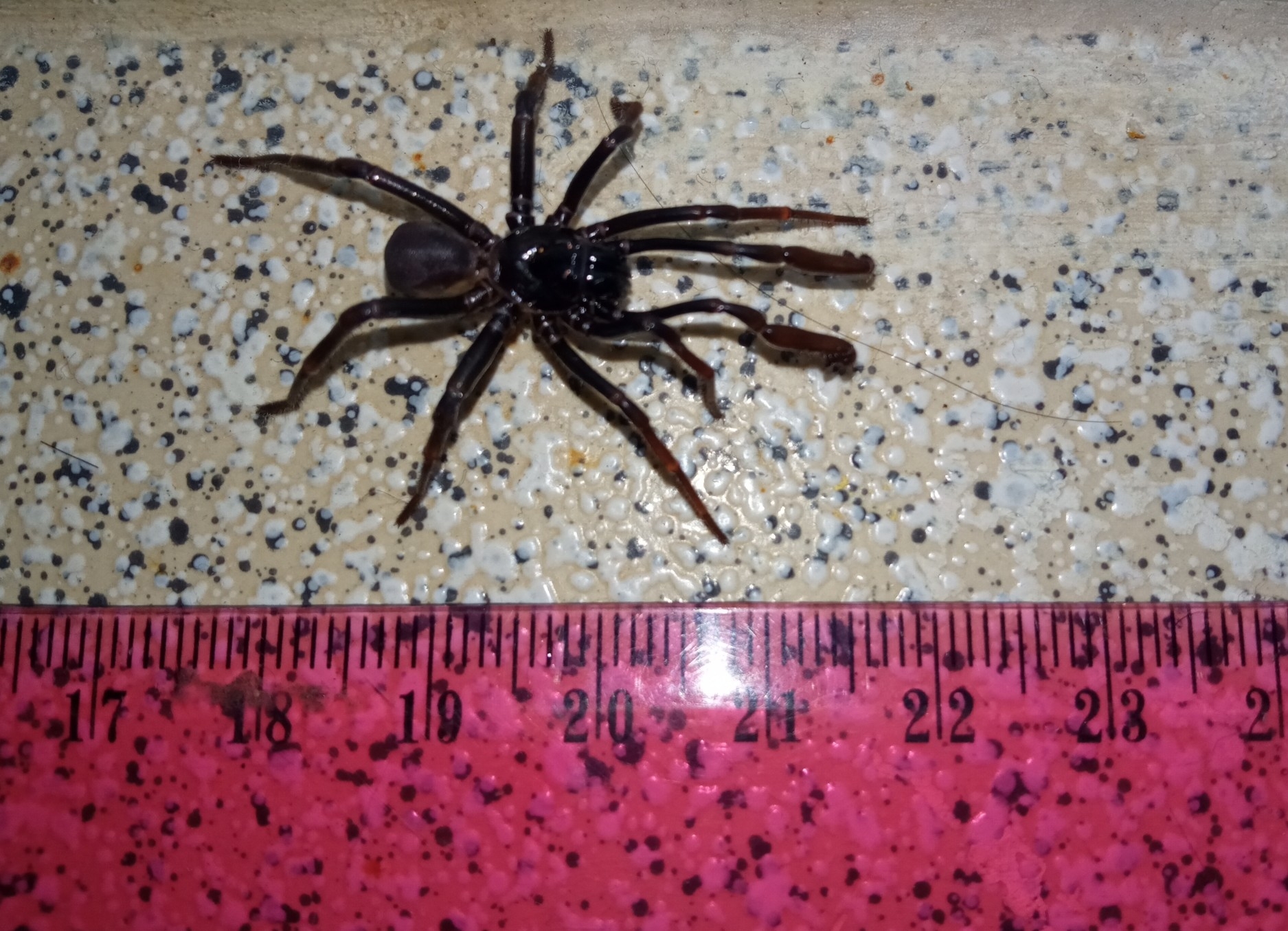 Actinopus robustus (O.Pickard-Cambridge, 1892)