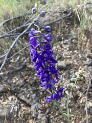 Delphinium hansenii