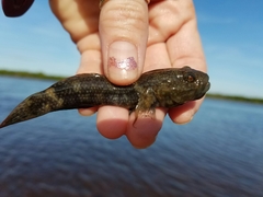 Bathygobius soporator