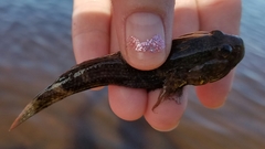 Bathygobius soporator