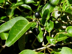 Cissus oblonga
