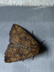 Perigea xanthioides