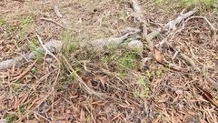 Austrostipa muelleri