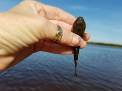 Bathygobius soporator