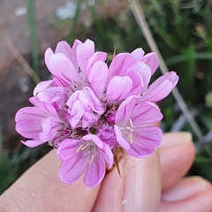 Armeria choulettiana image