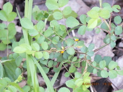 Phragmidium rosae-multiflorae