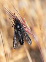 Thevenetimyia notata