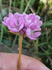 Armeria choulettiana image