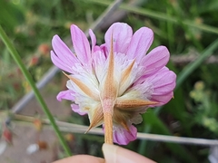 Armeria choulettiana image