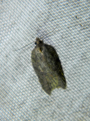 Acleris effractana