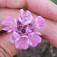 Armeria choulettiana image